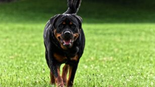 rottweiler:ct5fmlte0li= dobermann