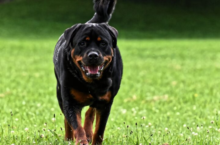 rottweiler:ct5fmlte0li= dobermann