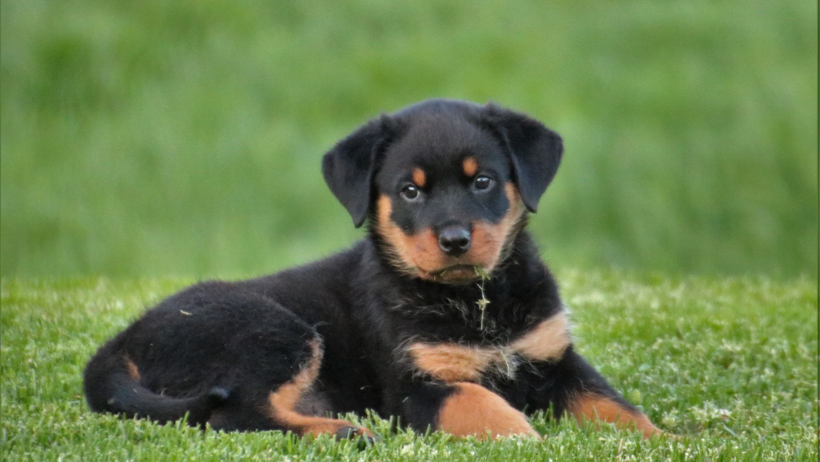 rottweiler:ct5fmlte0li= dobermann