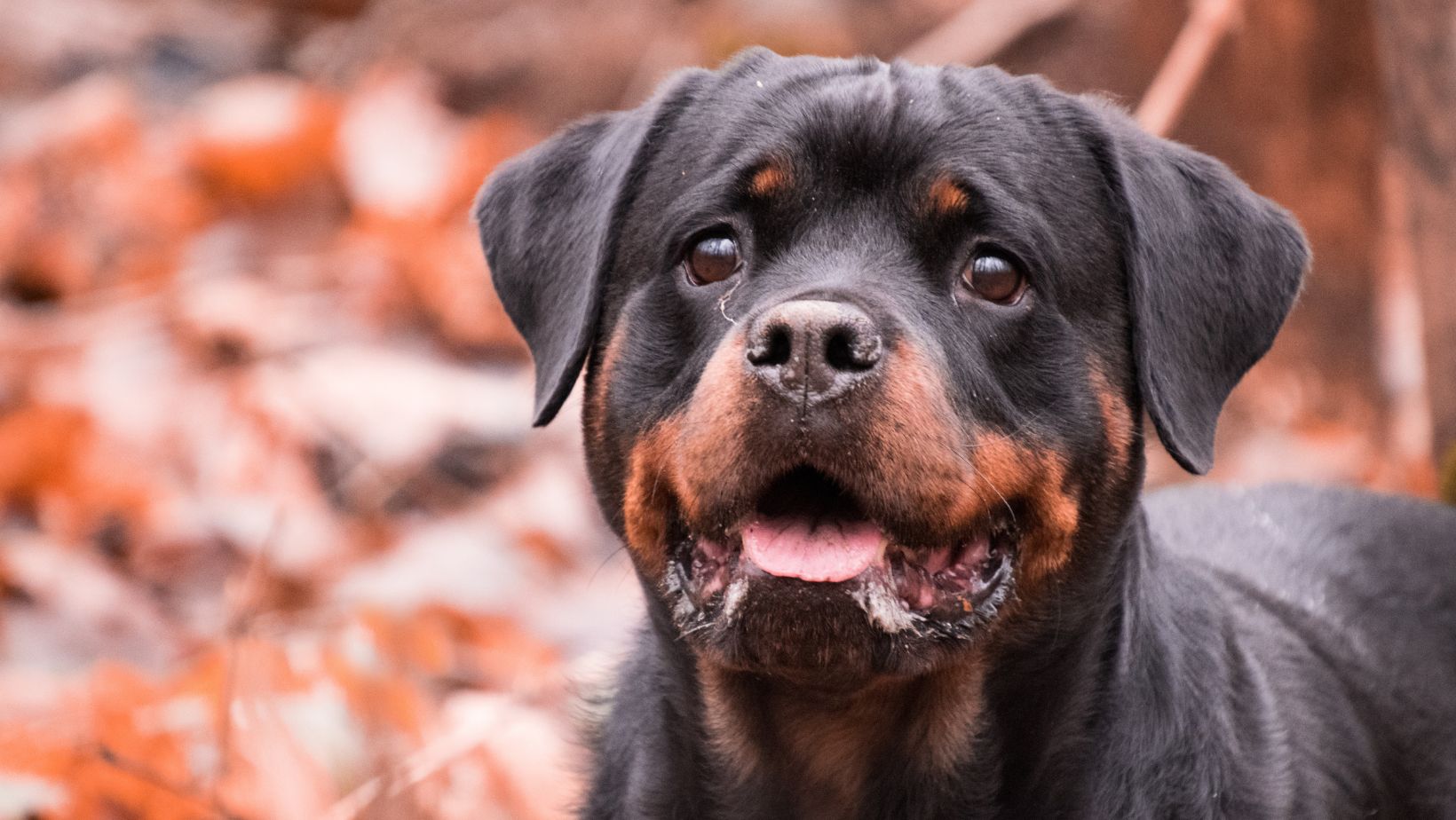 rottweiler:ct5fmlte0li= dobermann