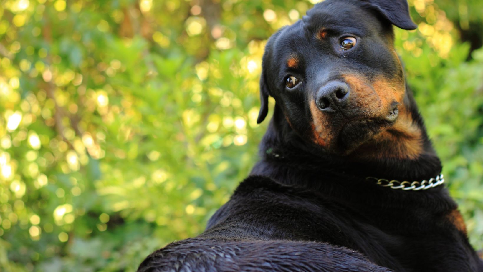 rottweiler:ct5fmlte0li= dobermann