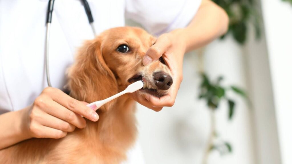 veterinarian brushing dachshund teeth