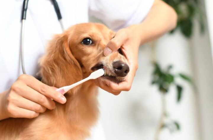 veterinarian brushing dachshund teeth